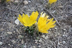 S. lutea