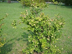 Abeliophyllum distichum