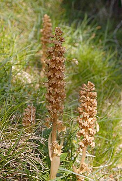 Neottia nidus-avis, šumska kokoška