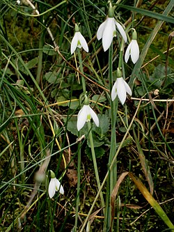 Visibaba kraljice Olge