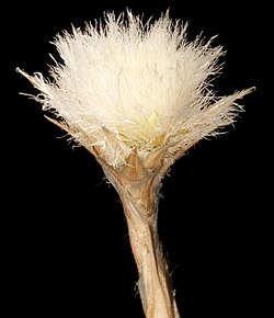 Hensmania turbinata; tipična