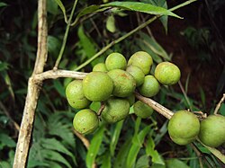 Myxopyrum smilacifolium