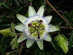 Cvijet Kristove krune.