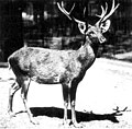 Cervus schomburgki