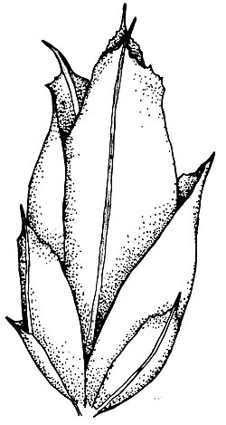 A. muticum
