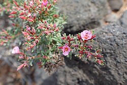 Frankenia pulverulenta