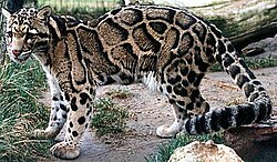 Oblačasti leopard