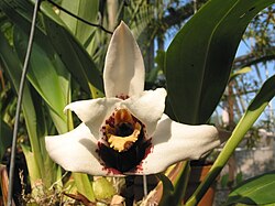 Maxillaria sanderiana