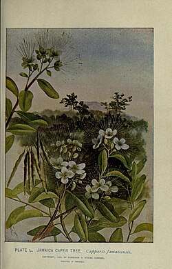 Q. cynophallophora (sin. Q. jamaicensis)