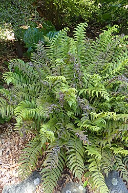 Pneumatopteris pennigera