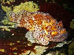 Scorpaena scrofa