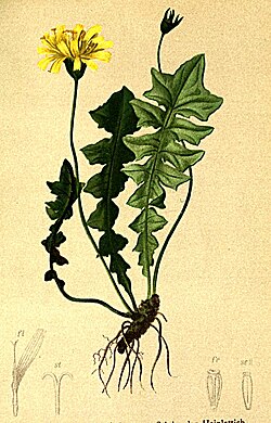 A. foetida , ilustracija