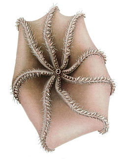 Cirrothauma murrayi, oktopod iz podreda Cirrata