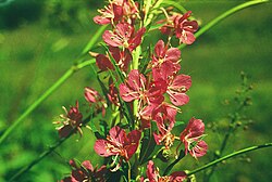 Epilobium angustifolium