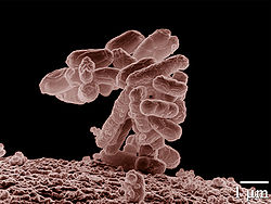 Escherichia coli snimljena SEM-om