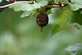 Ogrozd (piska) (ribes uva-crispa) - plod sa pepelnicom (sphaerotheca mors uvae)