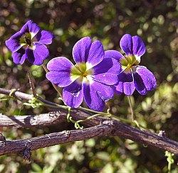 Tropaeolum azureum