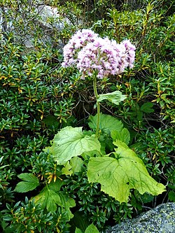 Siva ljepika, A. alliariae