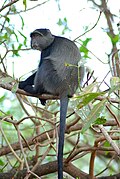 Plavi majmun (Cercopithecus mitis)