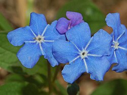 Omphalodes verna, proljetno mišje uho