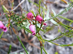 Erica glutinosa