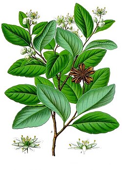 Quillaja saponaria