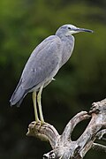 Egretta novaehollandiae