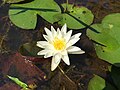 Nymphaea odorata