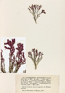 Acrochaetium secundatum