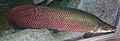 Arapaima gigas
