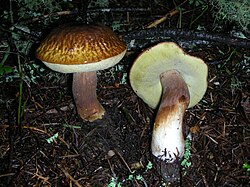 Boletus fibrillosus