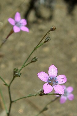 Saltugilia splendens