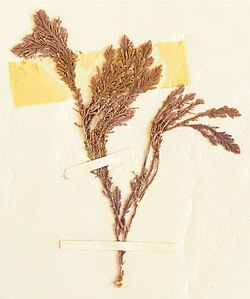 Corallina officinalis