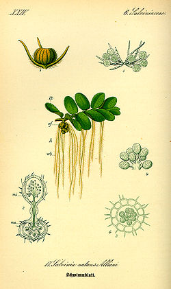 Salvinia natans