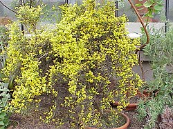 A. hermanniae