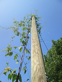 H. lupulus