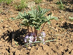 Hydrophyllum capitatum