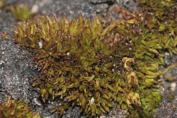 Encalypta longicolla