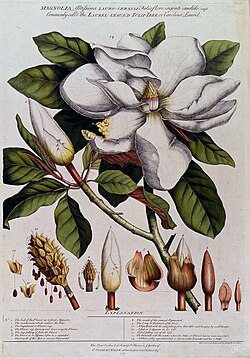Magnolia grandiflora