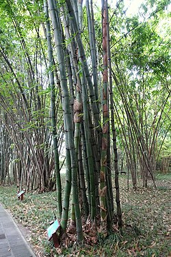 Bambusa grandis