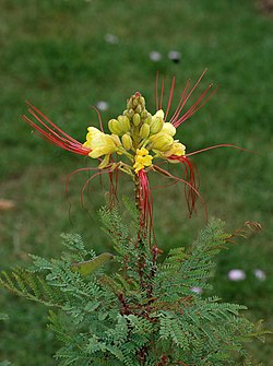 C. gilliesii, žuta rajska ptica