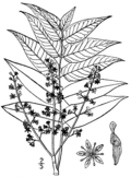 Ailanthus altissima