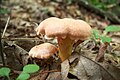 Cantharellus persicinus