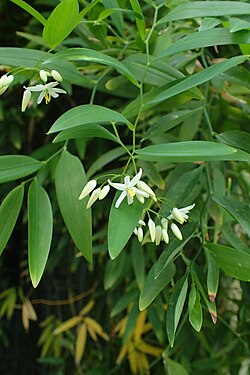 Geitonoplesium cymosum