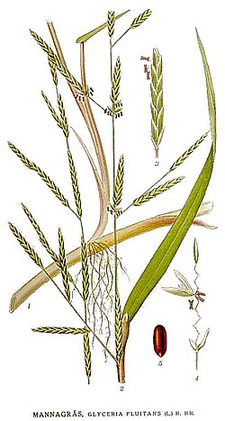 Glyceria fluitans