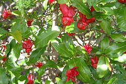 Ochna serrulata, mikimaus biljka