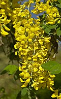 Laburnum anagyroides