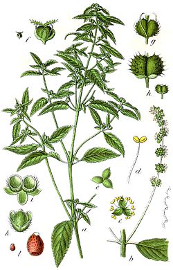 Mercurialis annua