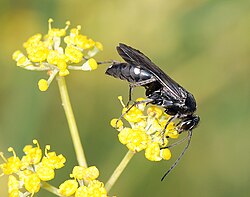 Putarica Auplopus carbonarius
