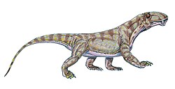 Biarmosuchus tener